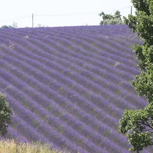 La Grande Dame Couette-café Valensole